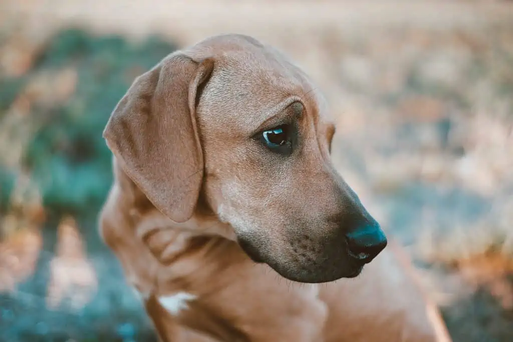 3 a brown puppy with a black nose