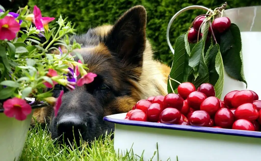 3 a dog next to cherries