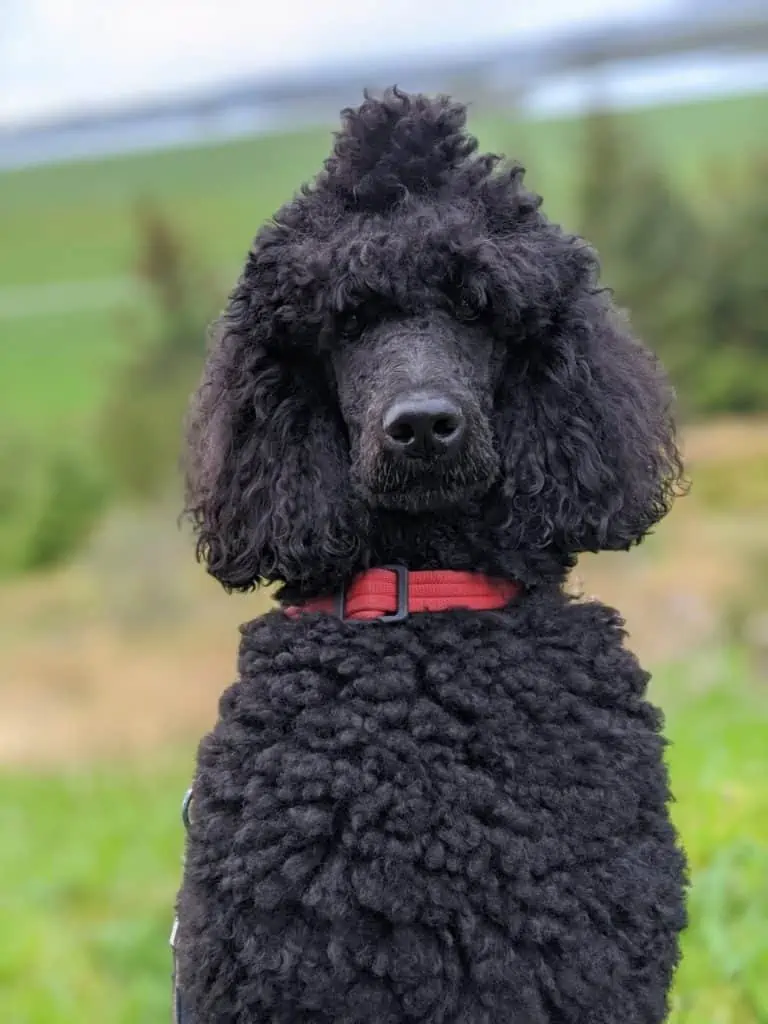 4 a black poodle