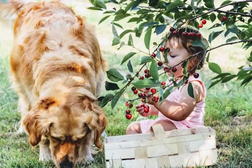 4 a dog and child under a cherry tree