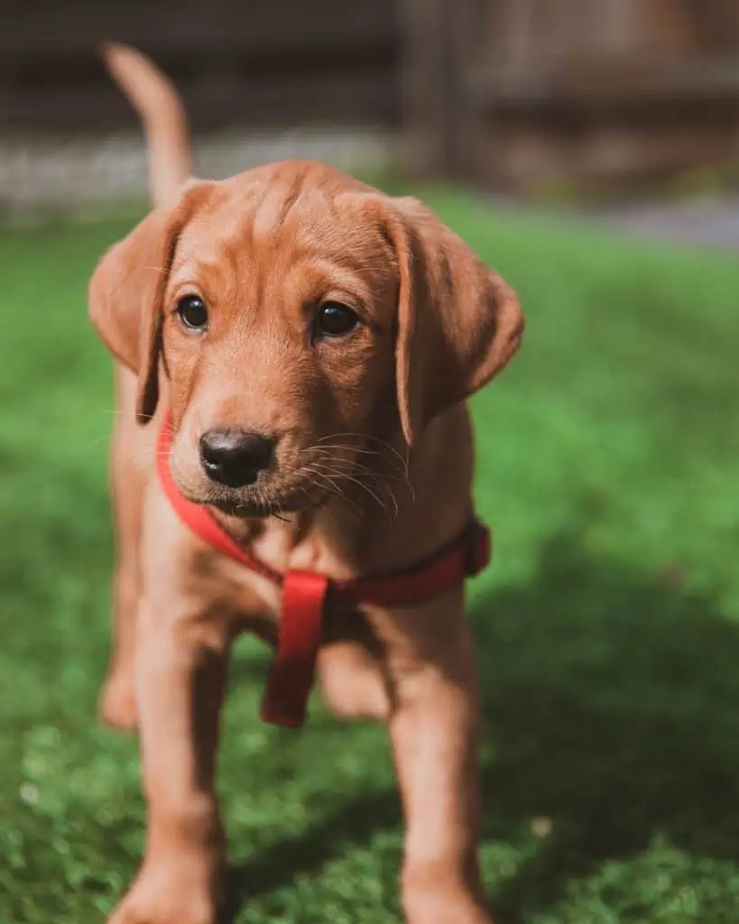 Rhodesian ridgeback golden retriever store mix puppies for sale