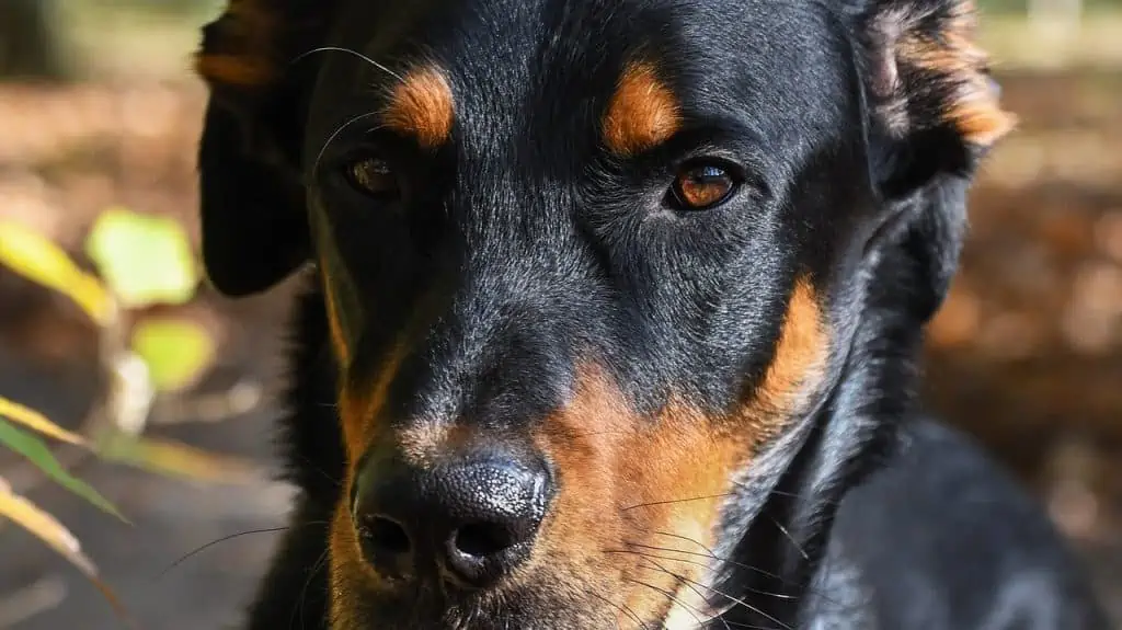 6 a Beauceron dogs eyes