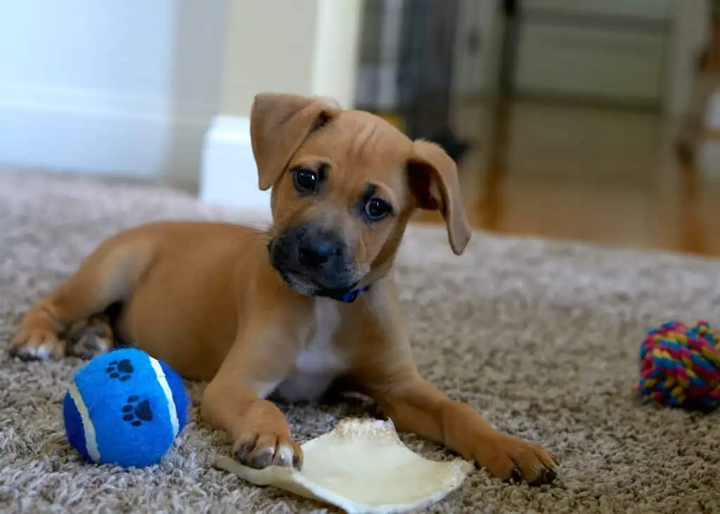 6 a lab mix puppy