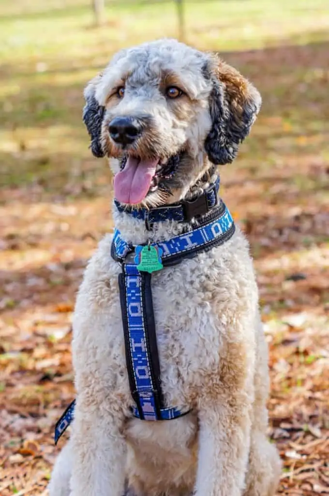 7 a poodle mix with a blue harness