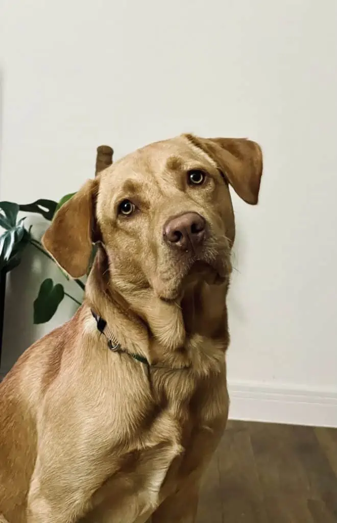 7 a rhodesian Ridgeback lab mix