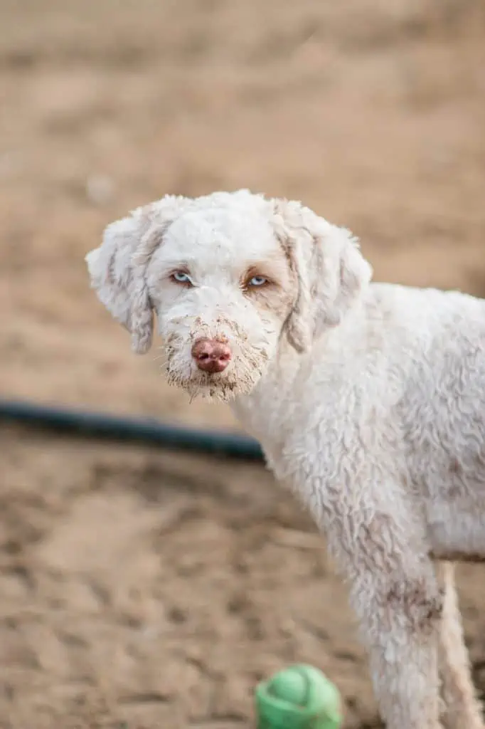 8 a white poodle husky mix