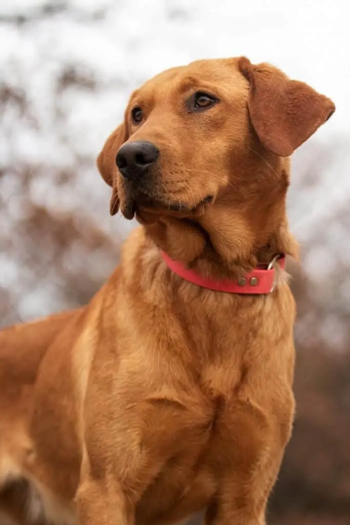 9 a rhodesian ridgeback with a red collar