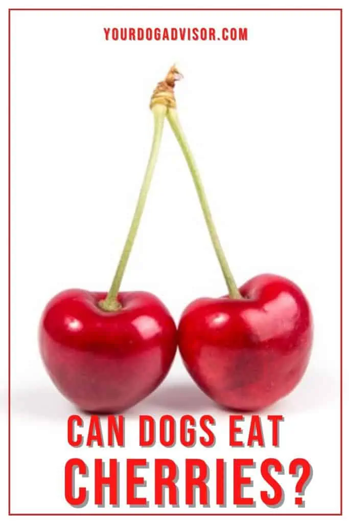 Can Dogs eat cherries 2