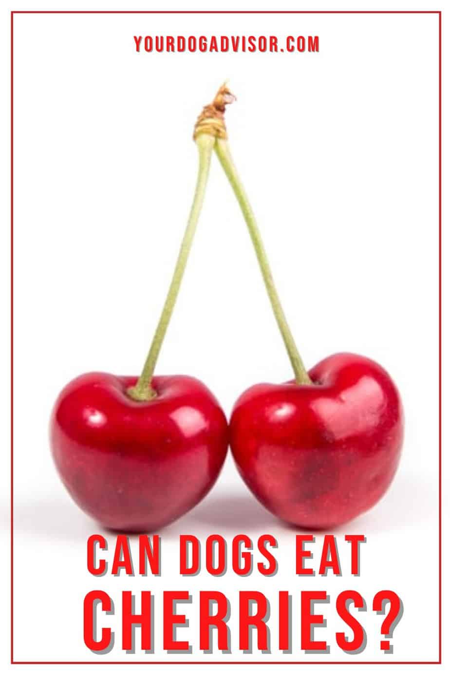Can Dogs Eat Cherries? Your Dog Advisor