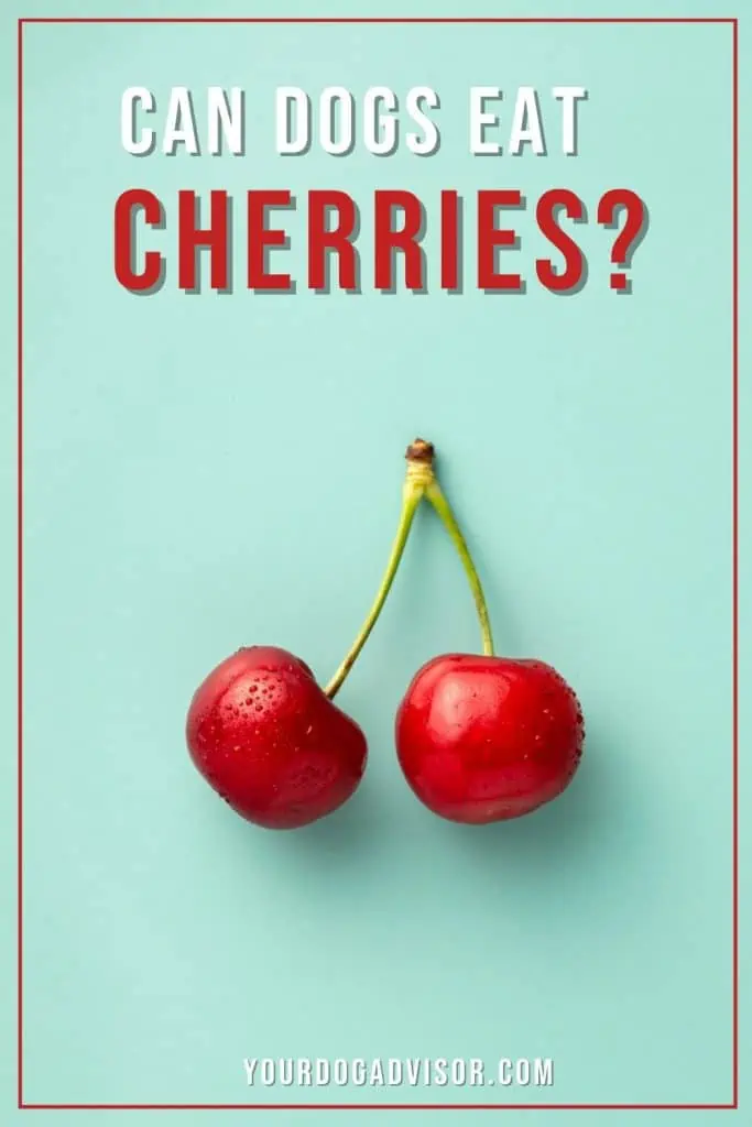 Can dogs eat cherries 1