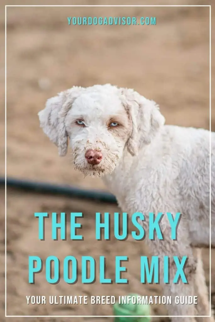 Husky Poodle Mix 1