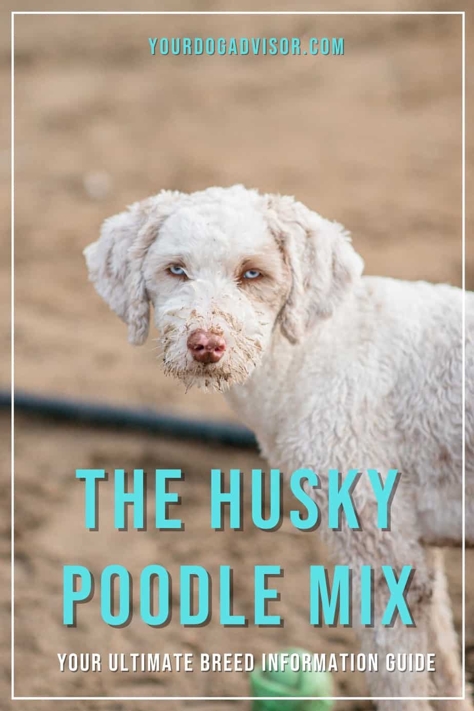 The Husky Poodle Mix Your ultimate breed information guide Your Dog