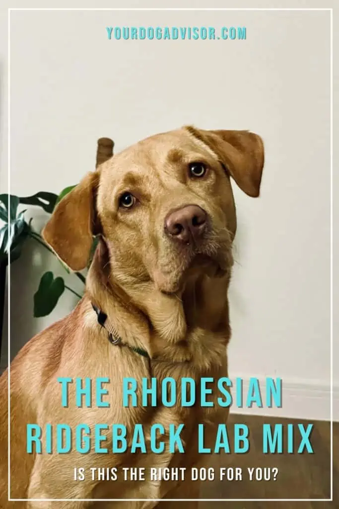 Rhodesian Ridgeback Lab Mix 2