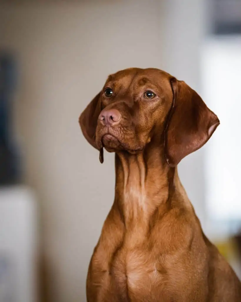 1 a brown Vizsla Weimaraner mix