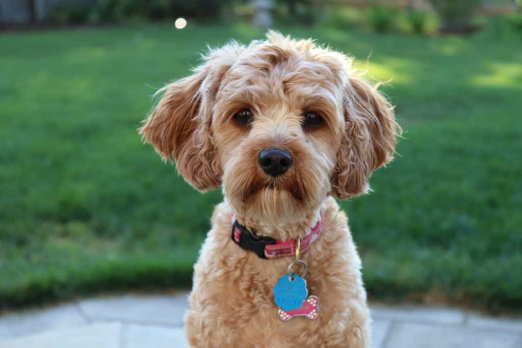 How Much Is A Cavapoo A Breakdown Of Cavapoo Prices Your Dog Advisor