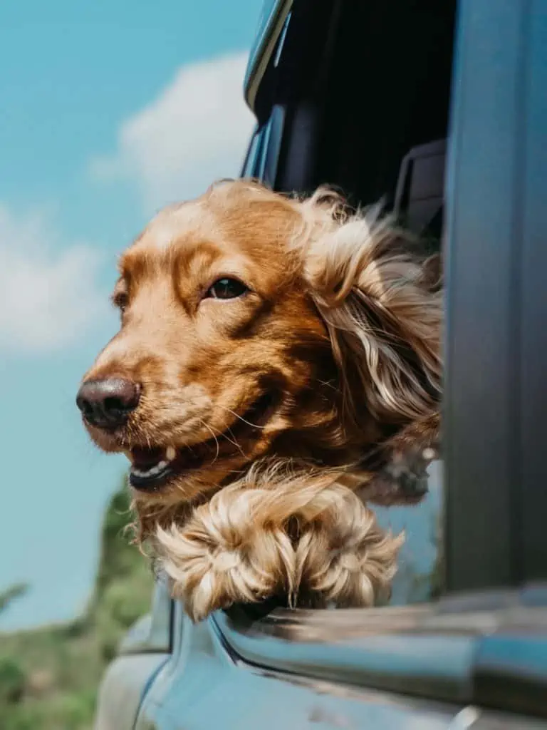 1 a cocker spaniel mix with his head out the window