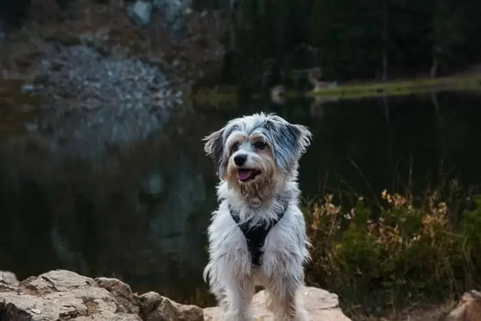 1 a mini Aussiedoodle on a a rock