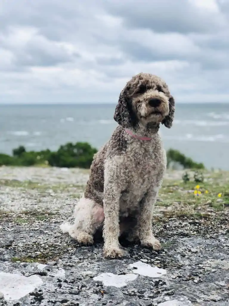 1 a saint berdoodle by water