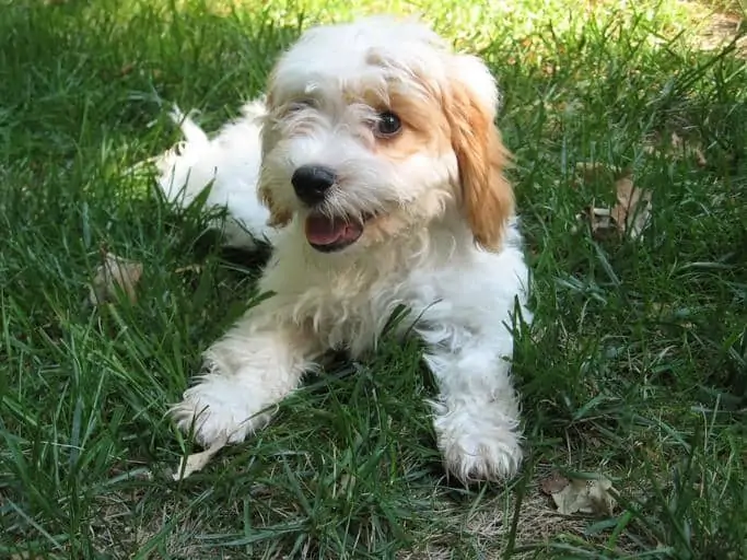 10 a brown and white aussiepoo