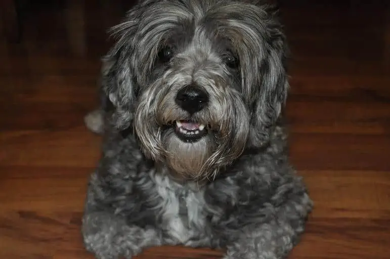 11 a grey aussiepoodle