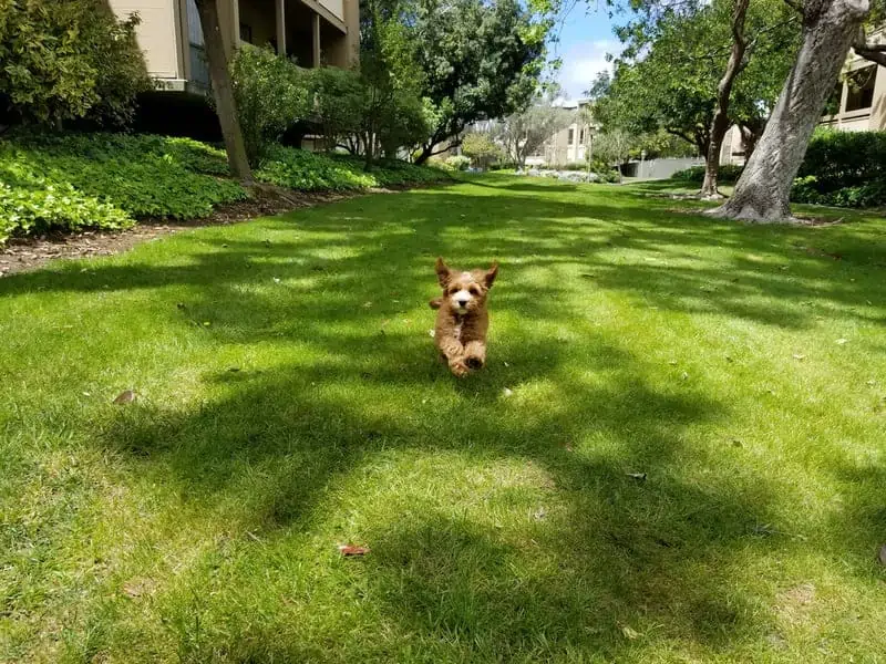 12 an aussiedoodle running