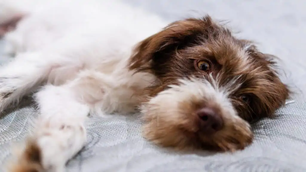 13 an aussiedoodle laying down