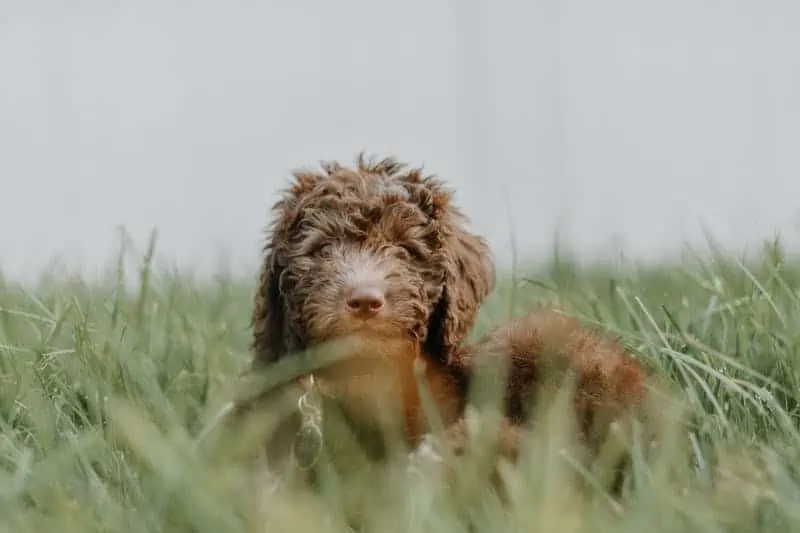 14 a brown aussiepoo