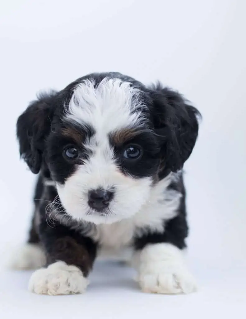 15 an aussiepoo puppy