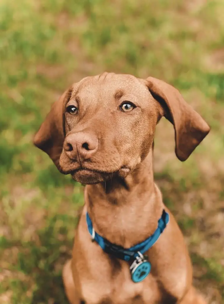 2 a brown dog with a blue collar