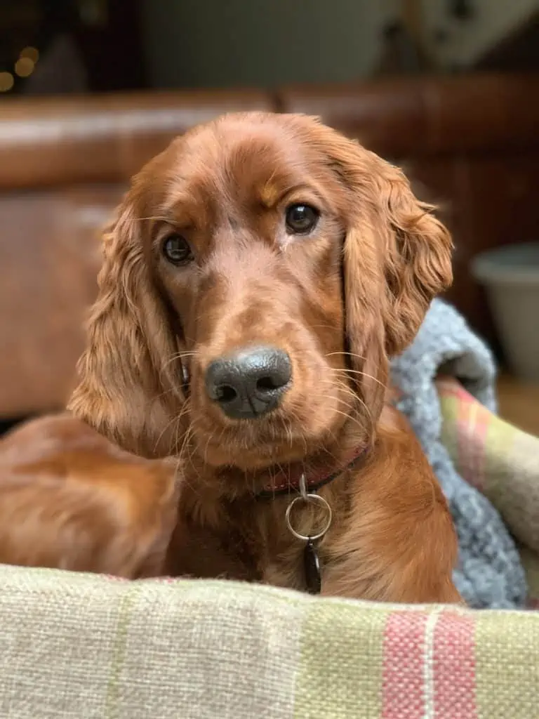 2 a golden cocker spaniel in a bed