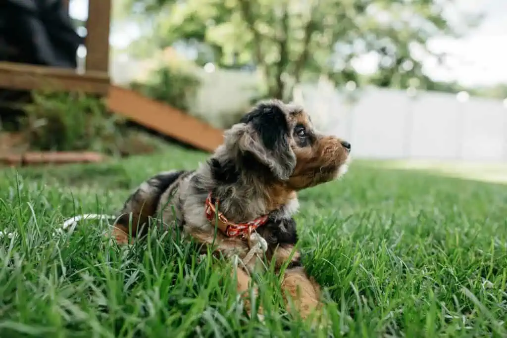 2 an aussiedoodle puppy in grass