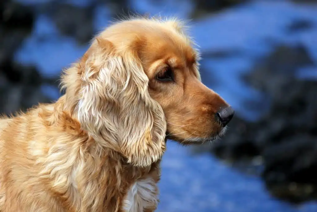 3 a golden cocker spaniel in snow