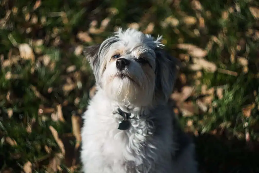 3 a white and brown mini aussiepoo