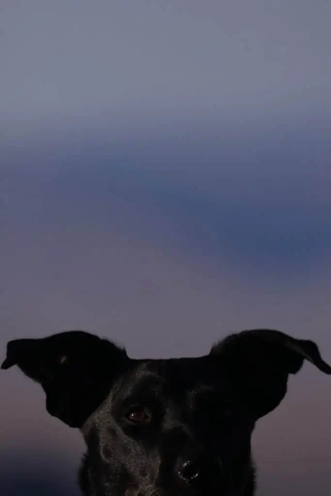 4 a black dog in twilight