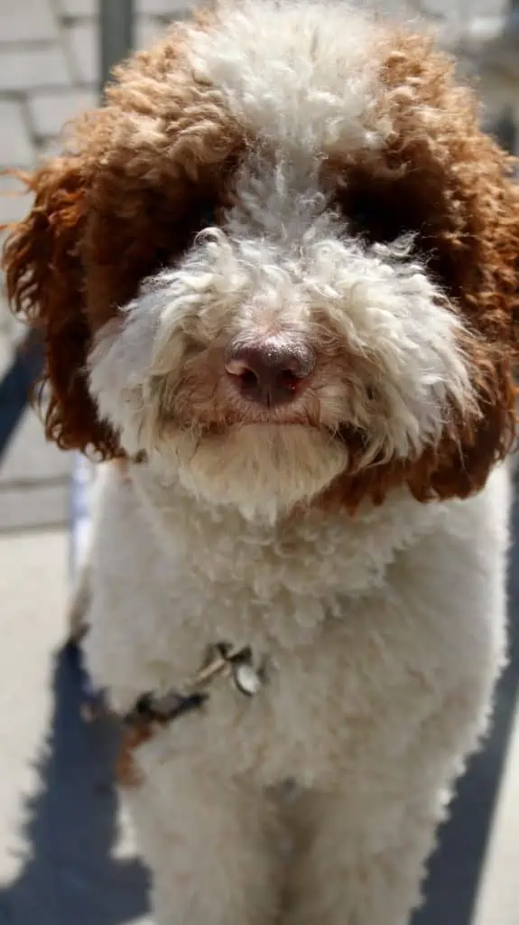 4 a brown and white Saint Berdoodle