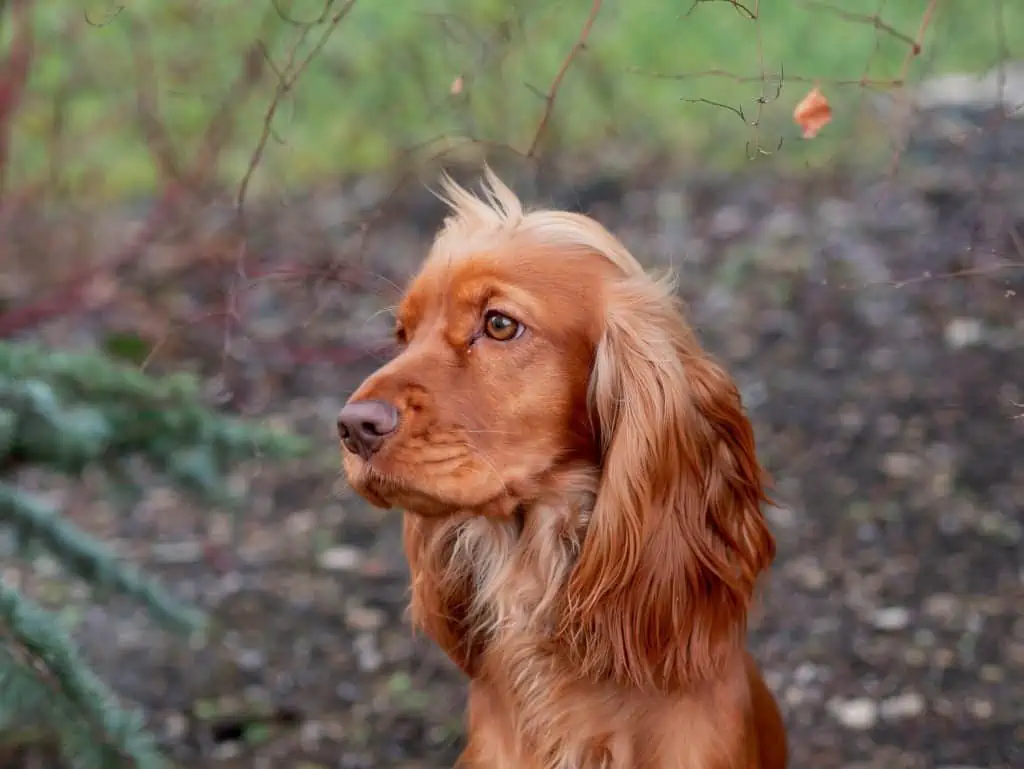 4 a golden cocker side profile