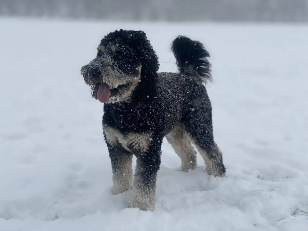 4 a mini aussiedoodle in the snow