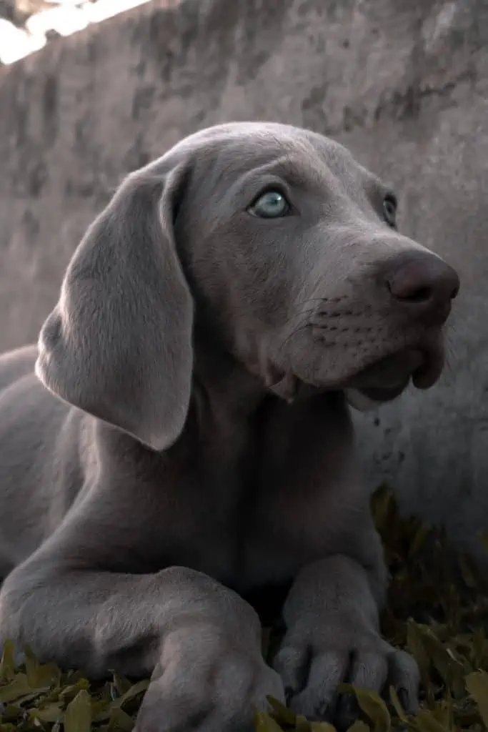 are weimaraners and vizslas related