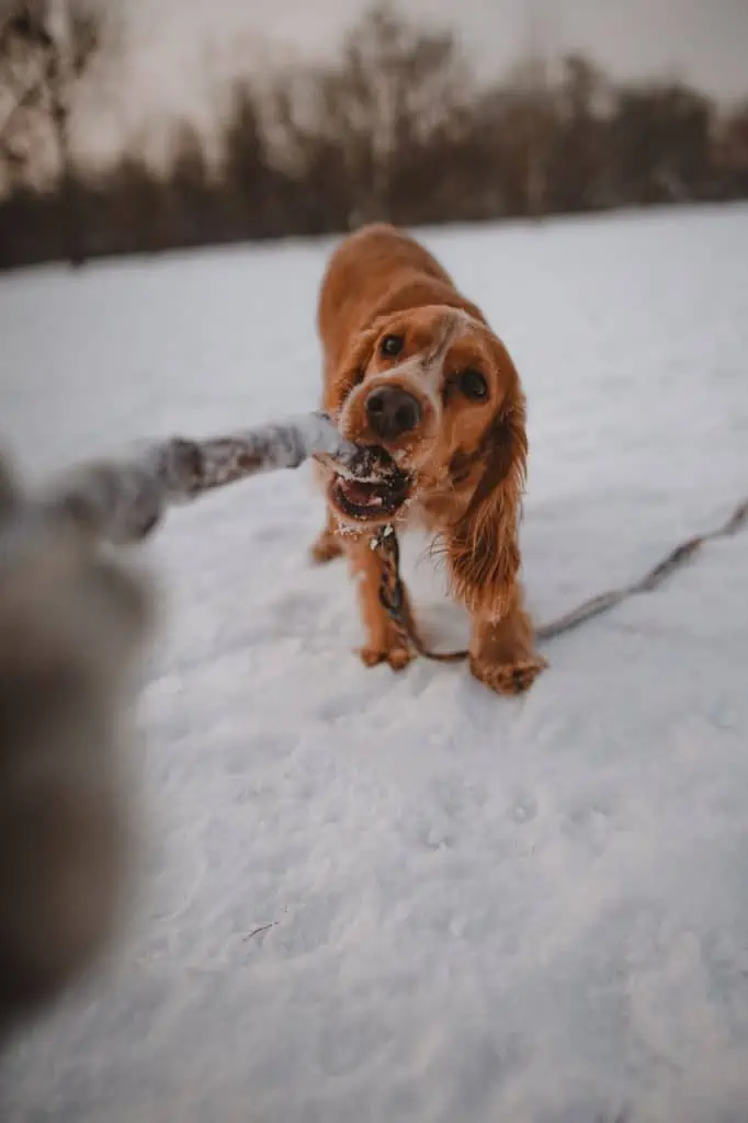 5 a golden cocker playing in snow