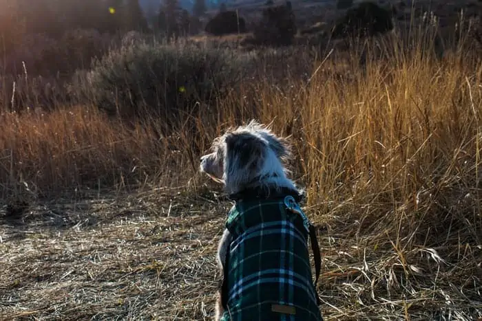 5 a mini Aussie doodle outside