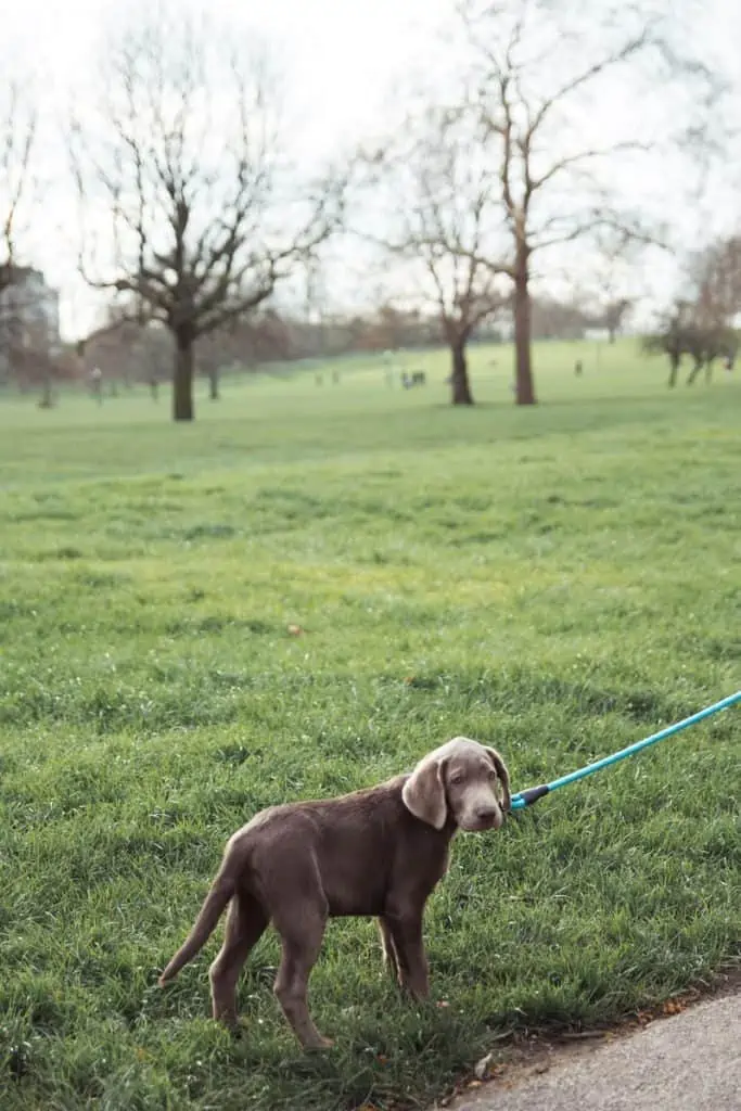 5 a puppy mix on a leash