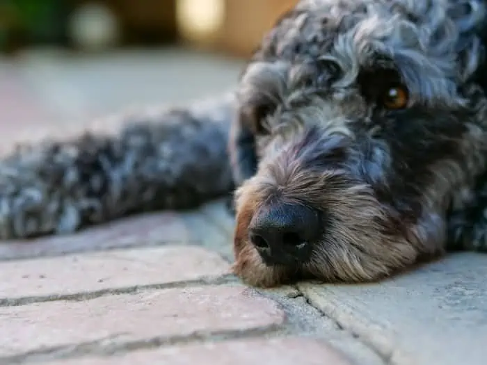 5 a saint berdoodle laying down