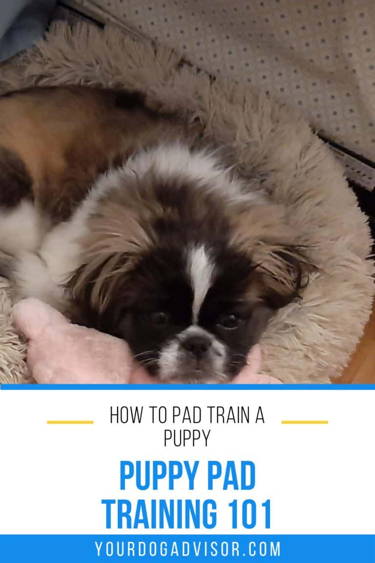 How to Pad Train a Puppy Puppy Pad Training 101 Your Dog Advisor