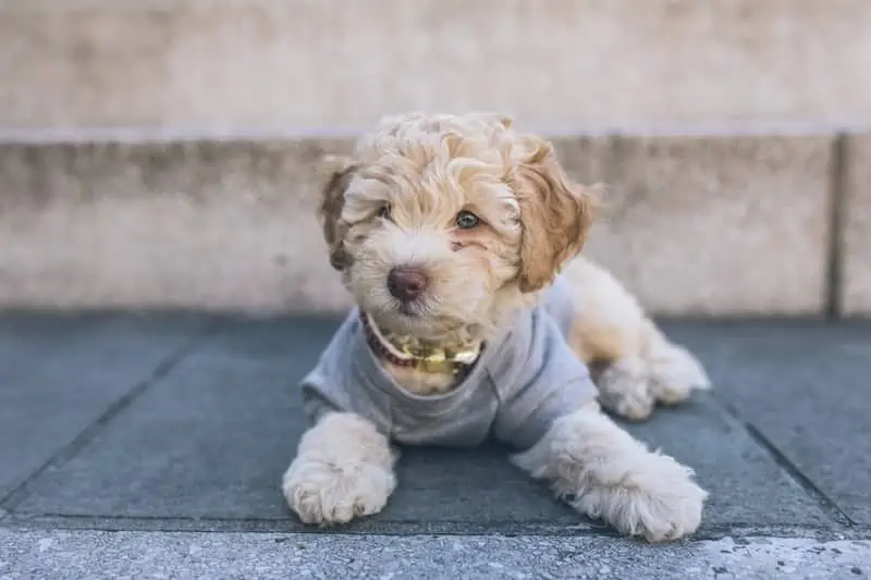 6 a cavapoo puppy in a gray sweater
