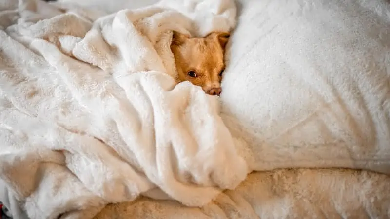 6 a dog in white blankets