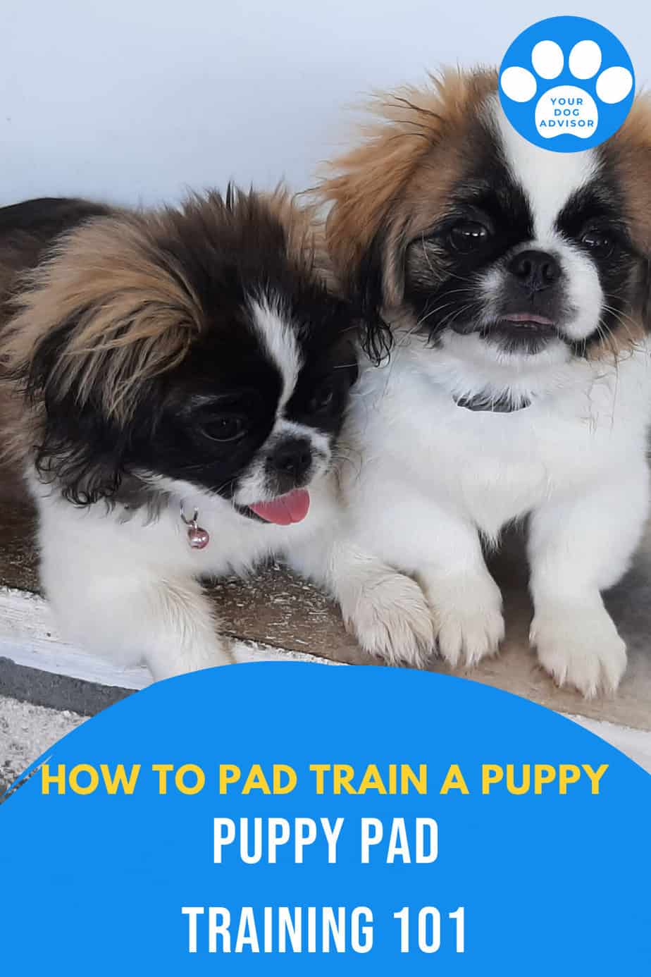 How to Pad Train a Puppy Puppy Pad Training 101 Your Dog Advisor