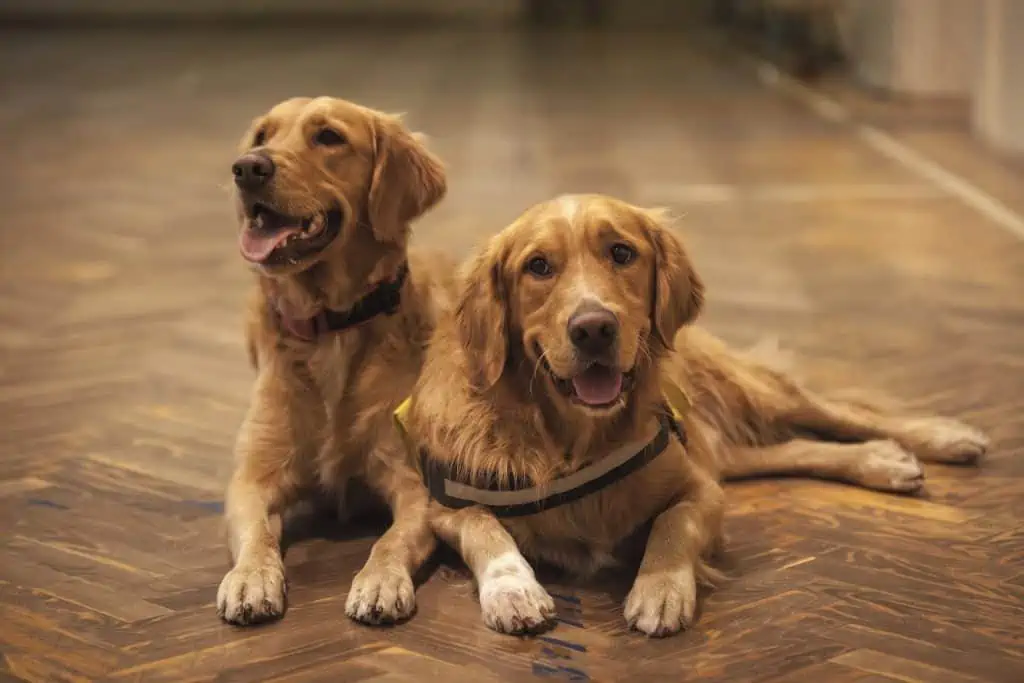 6 two golden cocker spaniel dogs laying down