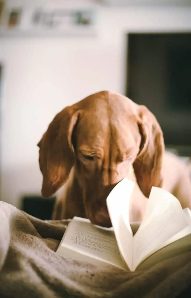 7 a Vizsla mix looking at a book