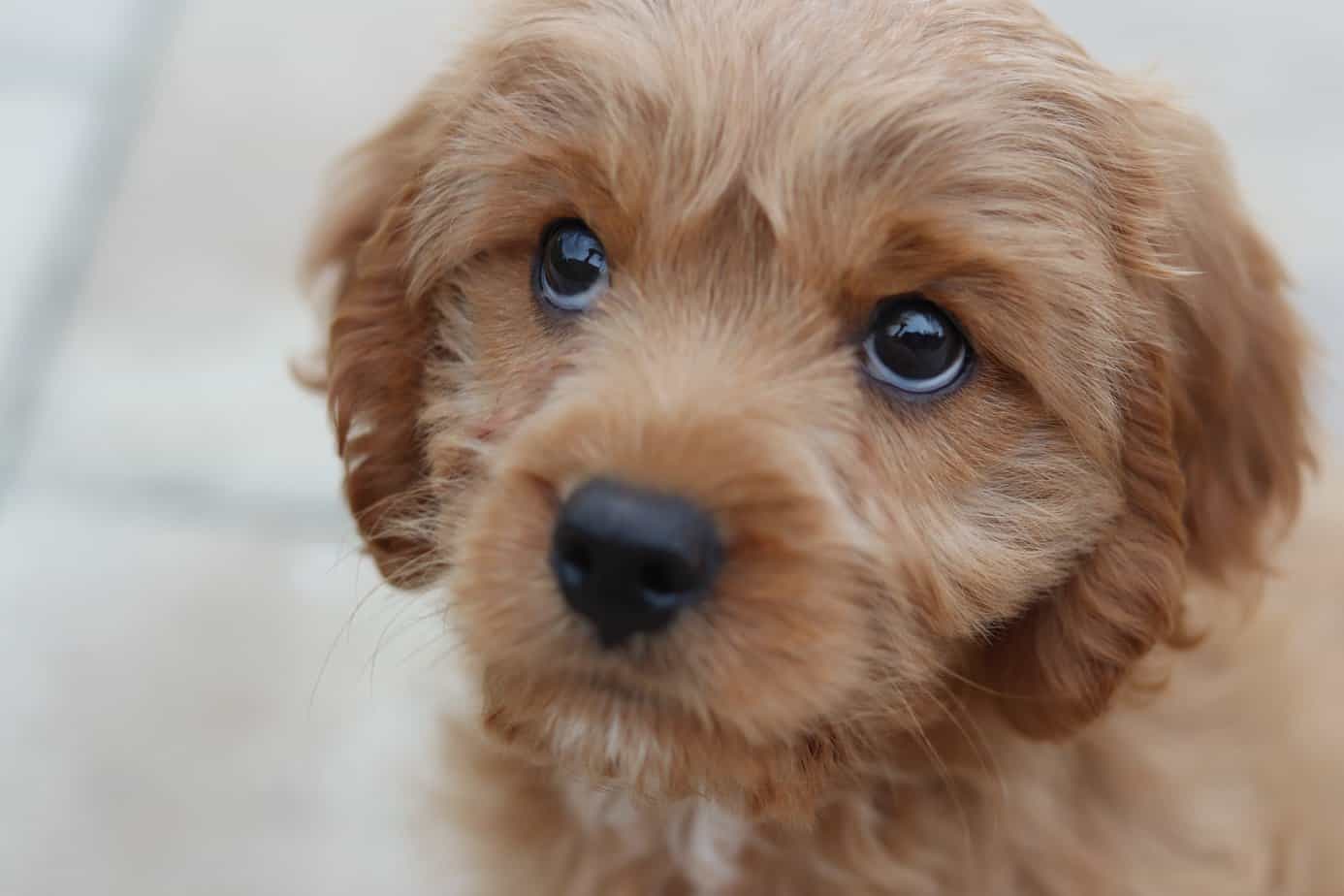 How Much Is A Cavapoo? A Breakdown Of Cavapoo Prices Your Dog Advisor