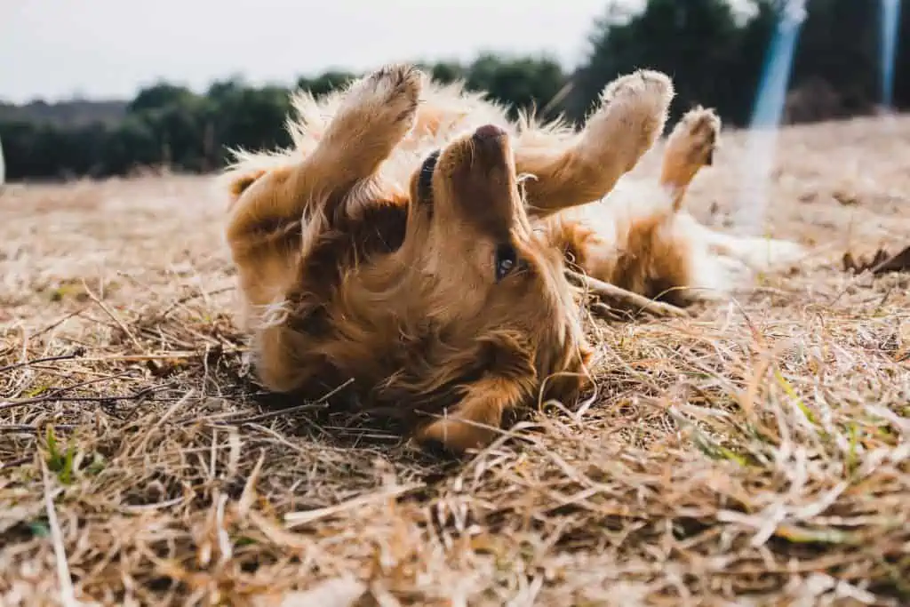 7 a golden cocker rolling in grass